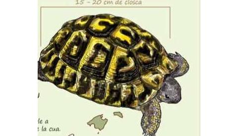Col·labora amb el projecte de distribució de tortugues de la UIB